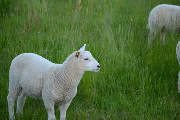 Fototapeta premium Lamb