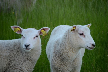 Obraz premium Lamb