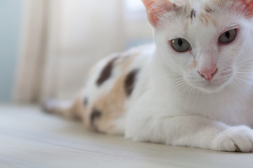 Calico cat staring at the camera with suspicion.