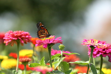 Fototapeta premium Monarch Butterfly karmi w moim letnim dniu ogród z pamiątkami Zinnia.