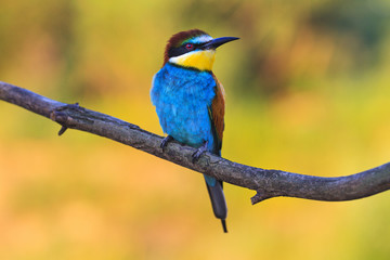 beautiful bee-eaters sitting on a dry branch