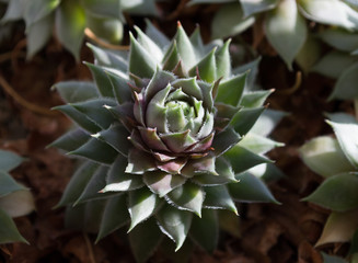 Small Houseleek Close Up