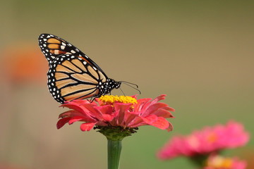 Obraz premium A Monarch Butterfly feeds in my heirloom Zinnia garden on a summer day. 