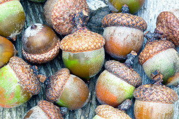 Colorful autumn fall flat lay scene of acorns on a weathered wood table. Seasonal photo of many bright acorns on a gray wood background. © Kimberly Boyles