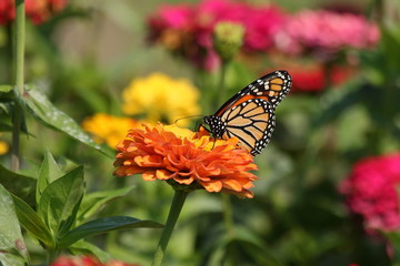 A Monarch Butterfly feeds in my heirloom Zinnia garden on a summer day.
