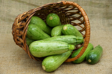 Урожай кабачков в корзине.  Спелые, упругие кабачки только собранные с грядки в корзину.