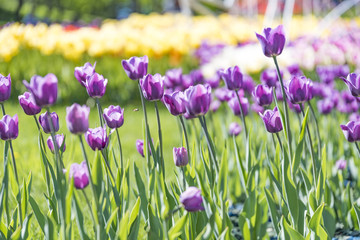 Purple tulips with a blurred background