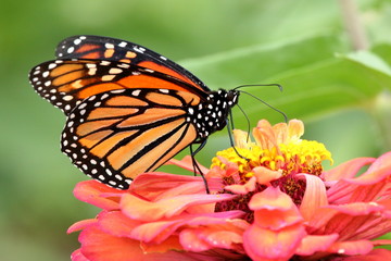 Obraz na płótnie Canvas A Monarch Butterfly feeds on the Heirloom Zinnia flowers in my garden on a summer day. 