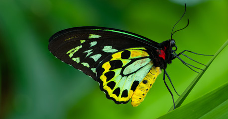 Obraz premium Cairns Birdwing Butterfly (Ornithoptera euphorion)