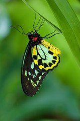 Cairns Birdwing Butterfly (Ornithoptera euphorion)