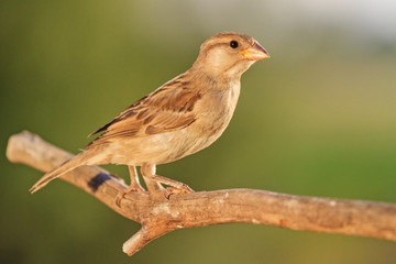 sparrow on a branch illuminated by the summer sun