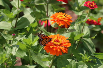 A Monarch Butterfly feeds on the Heirloom Zinnia flowers in my garden on a summer day.
