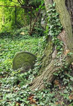 tombstone ingrown into the trunk of a tree on the old jewish cemetery in Cieszyn, Poland