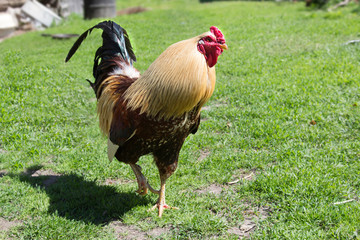 Красивый петух бежит по траве