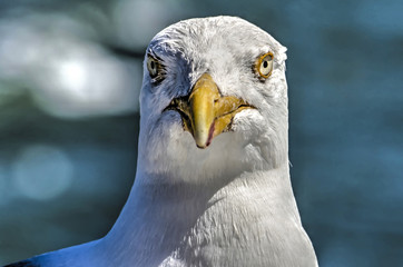 Close-up of the head of a seagull looking at the camera