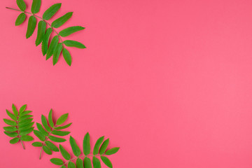 Green rowan tree leaves on bright pink background