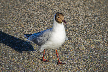 Black-haeded gull walking on the asphalt of a seaside promenade