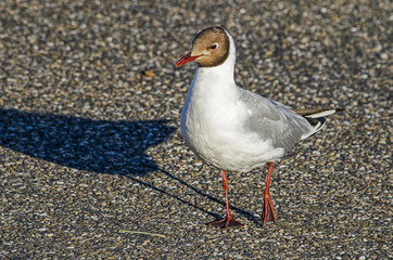 Black-headed gull standing on the tarmac of a seaside promenade in the evening sun