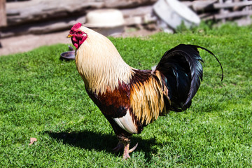 Красивый породистый петух гуляет по траве в деревне