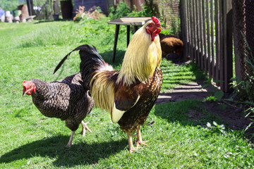 Петух и курица идут по траве