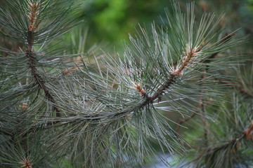 Nadeln einer Schwarzkiefer 2