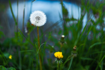 fluffy dandelion in a field close