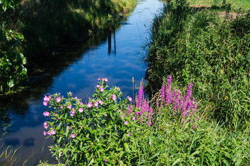 Blutweiderich