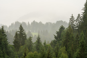 Wolkenverhangener Waldabschnitt