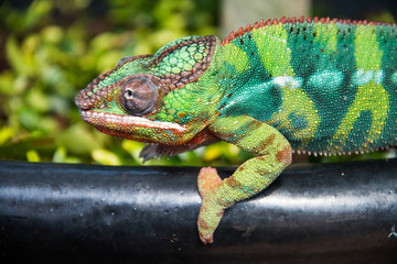 flora and fauna in vertical indoor reainforest