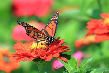 A Monarch Butterfly feeds on the Heirloom Zinnia flowers in my garden on a summer day.