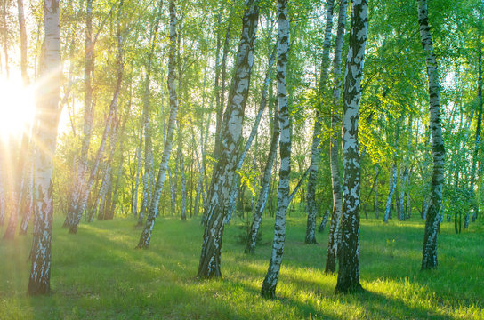 birch grove in the morning, the sun through the trees, horizontal composition