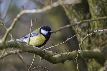 Kohlmeise (Parus major)