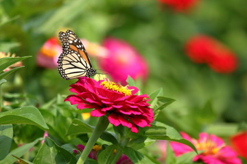 A Monarch Butterfly feeds on the Heirloom Zinnia flowers in my garden on a summer day.