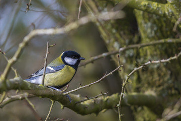 Kohlmeise (Parus major)