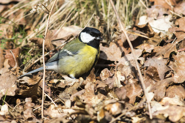 Kohlmeise (Parus major)