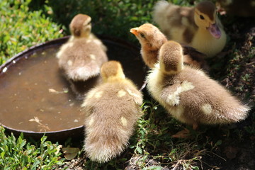 ducklings