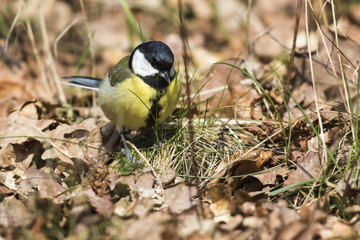 Kohlmeise (Parus major)