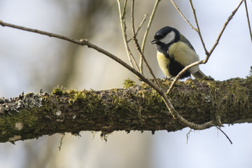 Kohlmeise (Parus major)