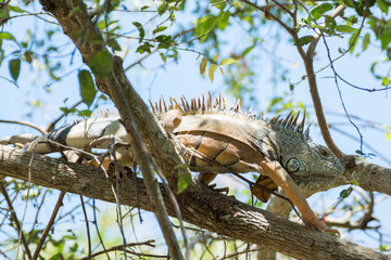 iguana