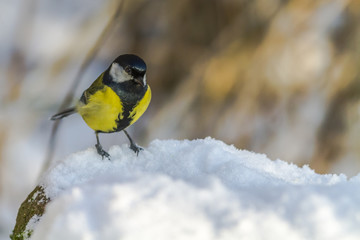Kohlmeise (Parus major)