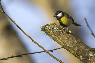 Kohlmeise (Parus major)