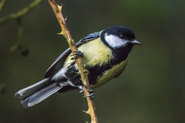 Kohlmeise (Parus major)