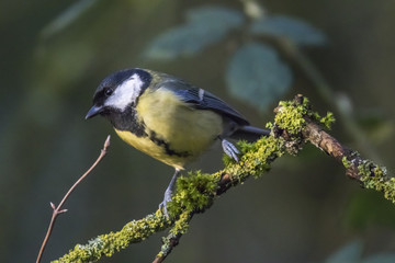 Kohlmeise (Parus major)