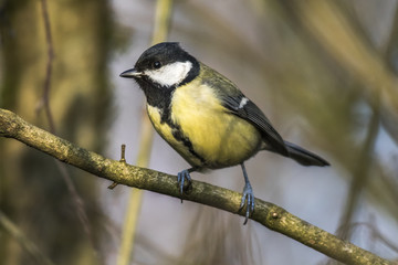 Kohlmeise (Parus major)
