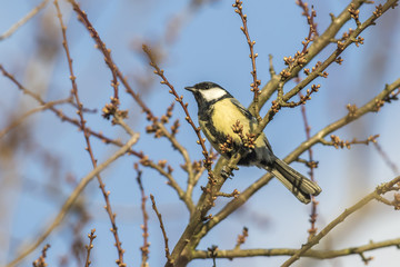 Fototapeta premium Kohlmeise (Parus major)