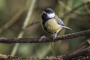 Kohlmeise (Parus major)