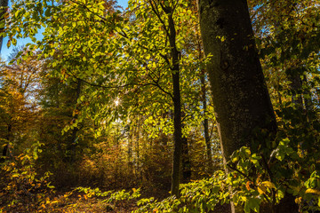 Herbstsstimmung im Wald wenn die Sonne durch die Blätter scheint
