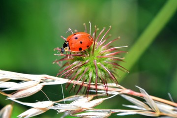 Marienkäfer auf Distel Pflanze in grüner Natur