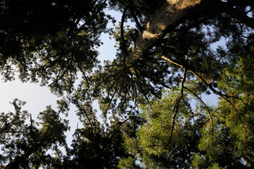 Fototapeta premium Arbre