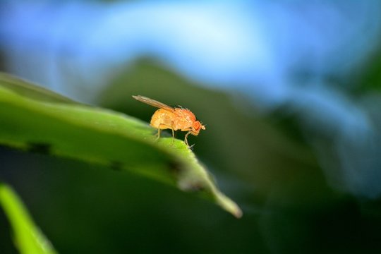 Drosophila Melanogaster    -  Fruchtfliege in orange von der Seite auf einem Blatt  in der Natur